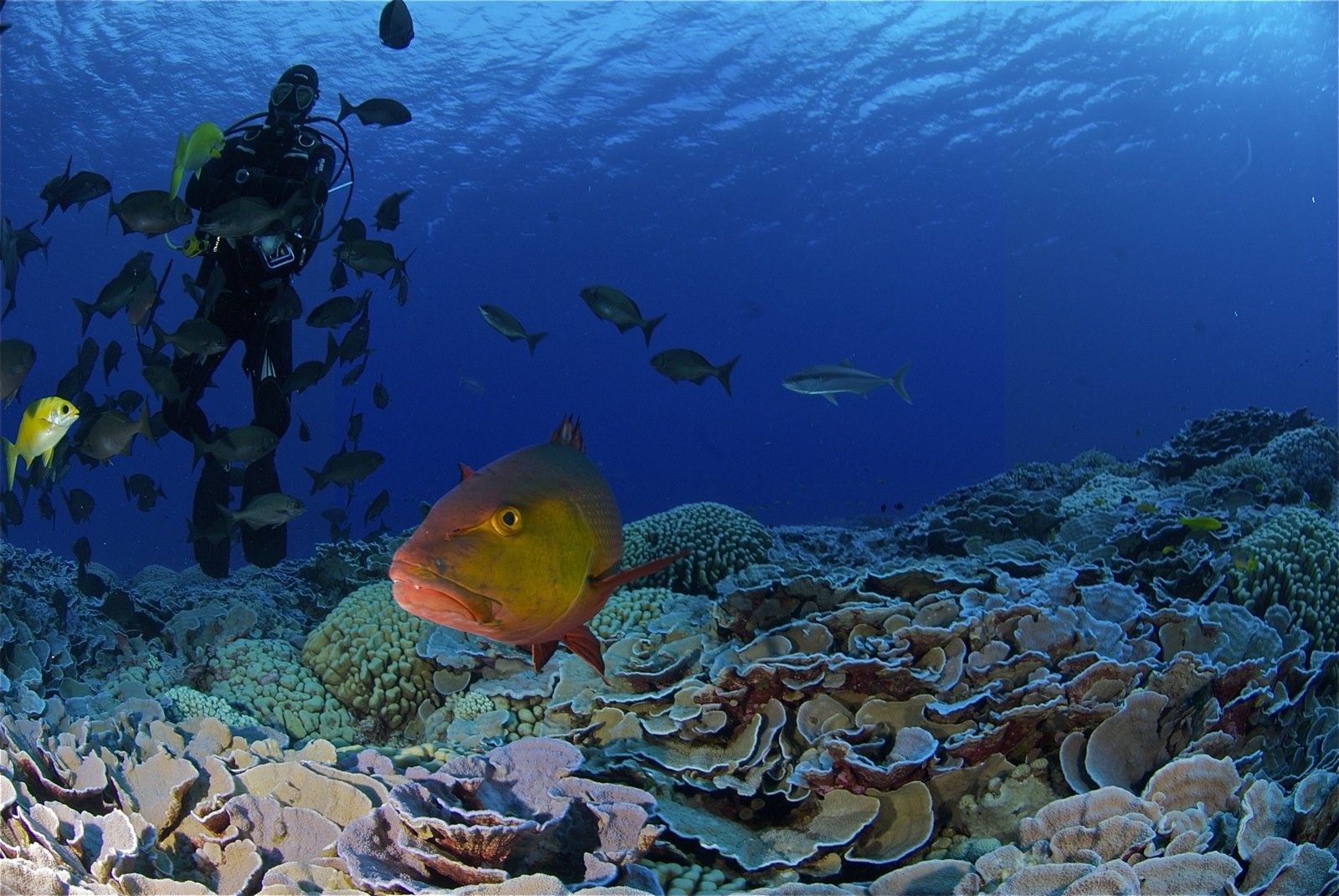 Pitcairn World-Class Marine Reserve: Guided Snorkel Expedition