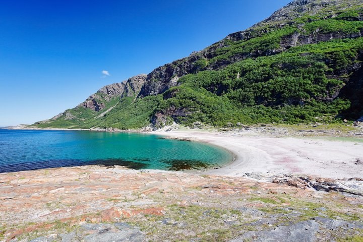 Arctic Wildlife Encounter – Private Shore Tour from Bodø Port