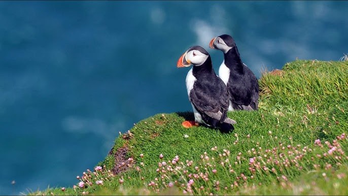 Puffin & Seabird Safari: Expert-Led Wildlife Walk