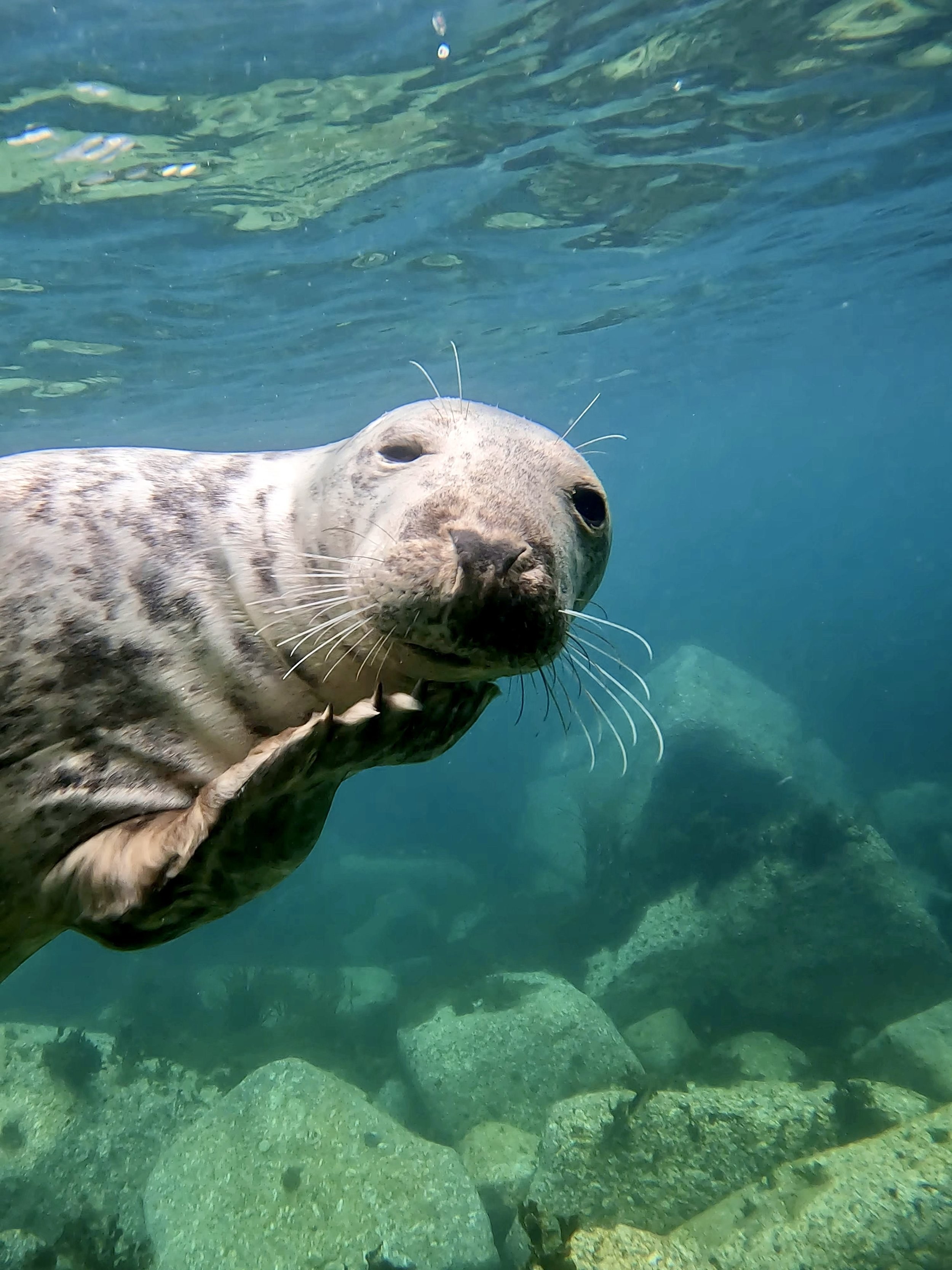 Atlantic Grey Seal Snorkel & Freedive Experience