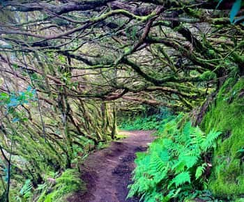 Anaga Rural Park: Private Guided Hike in Tenerife's Ancient Laurel Forest