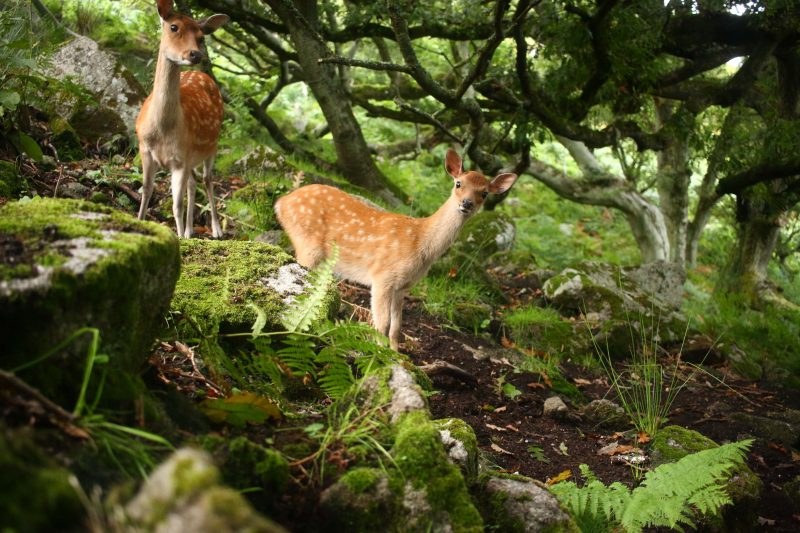Lundy's Wild Soay Sheep & Sika Deer: Wildlife Photography Walk