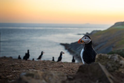 Skomer Island: Atlantic Puffin Landing Day with Welsh Wildlife Trust