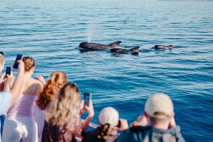 Whale & Dolphin Watching: Private Catamaran from Los Cristianos