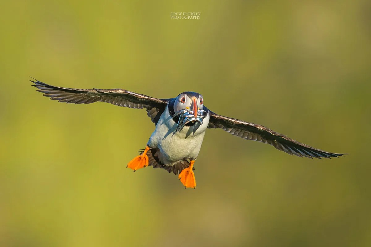 Skomer & Pembrokeshire Puffin Photography Masterclass with Drew Buckley