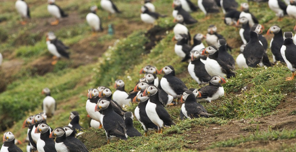 Pembrokeshire Islands Wildlife Cruise: Skomer, Skokholm & Stack Rocks