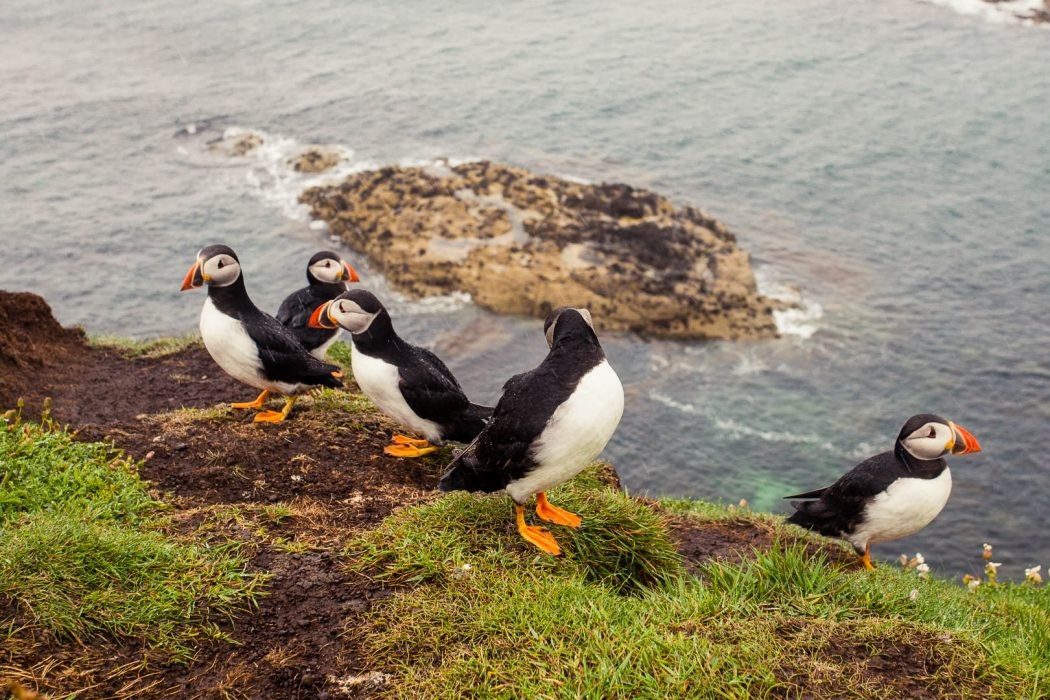 Puffin Watch & Treshnish Isles Wildlife Odyssey from Mull