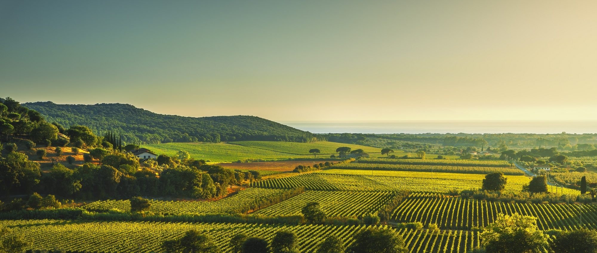 Tuscany Wine Safari: Private Vineyard & Cellar Tour in Bolgheri
