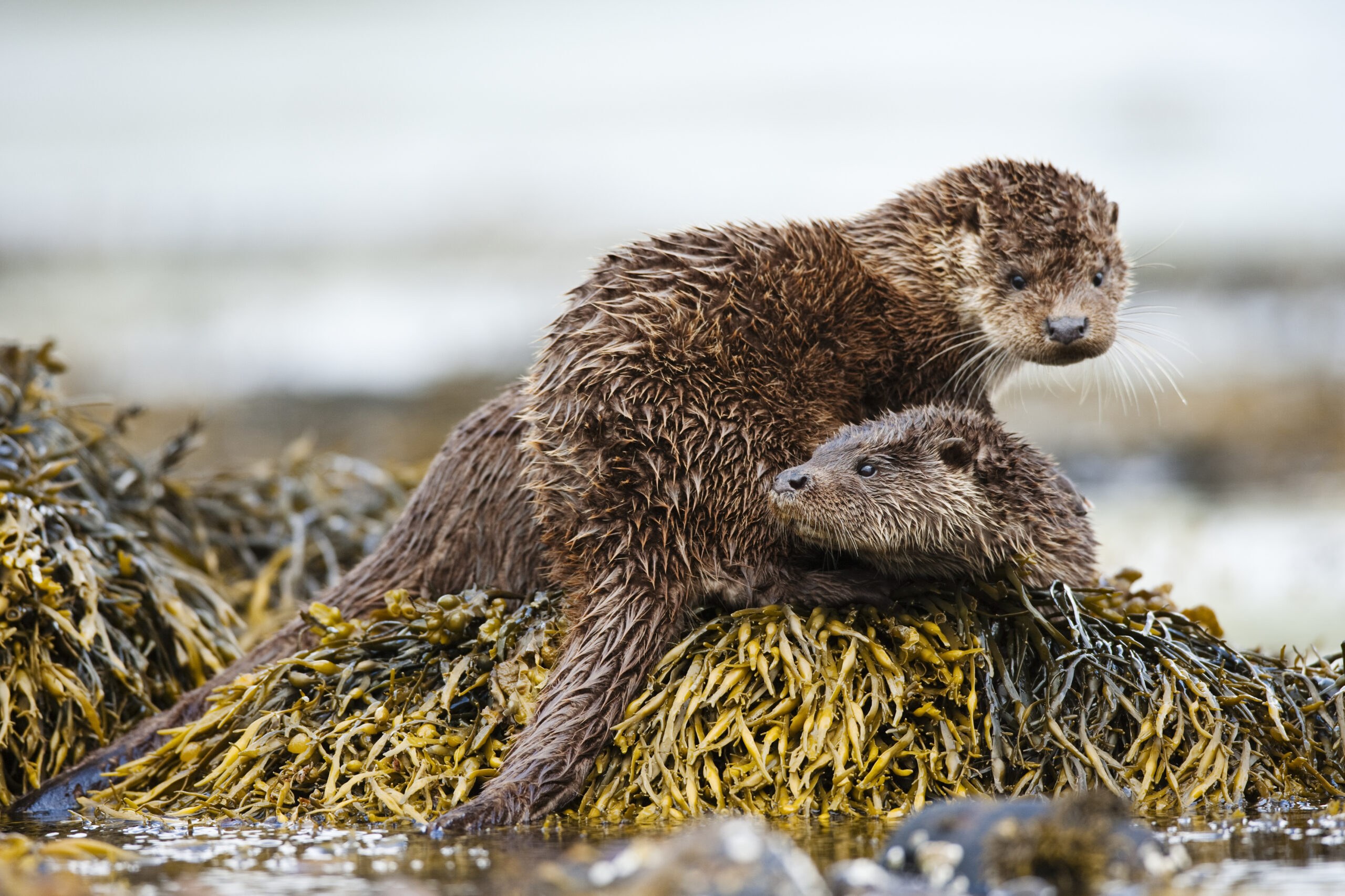 Wildlife & Birdwatching Walk: Eagles, Otters & Seabirds of Eigg