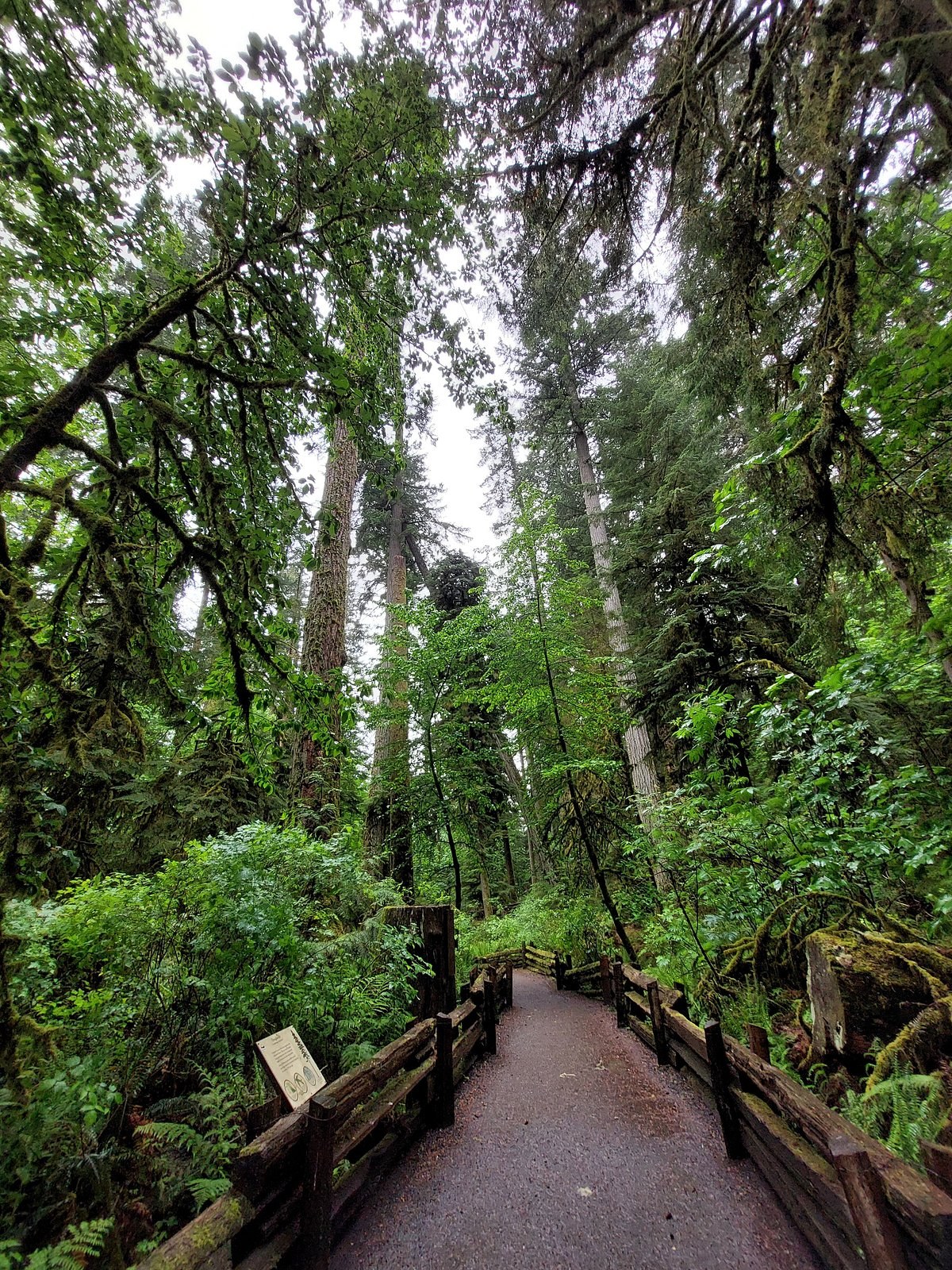 Cathedral Grove Ancient Forest & Coombs Old Country Market