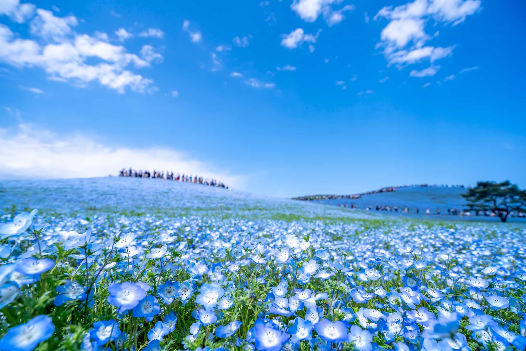 Hitachi Seaside Park: Seasonal Flower Fields in Full Bloom