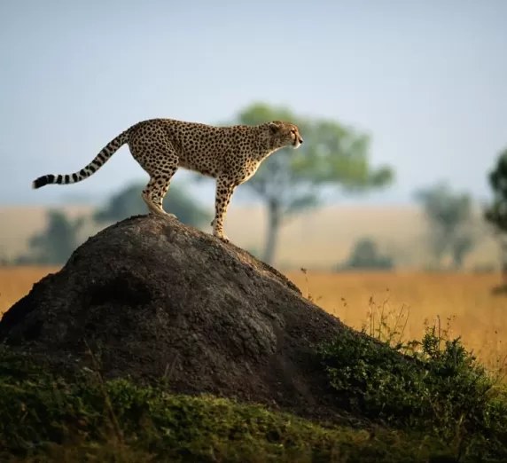 Wildlife & Bird Watching Safari: Rare Species with a Naturalist