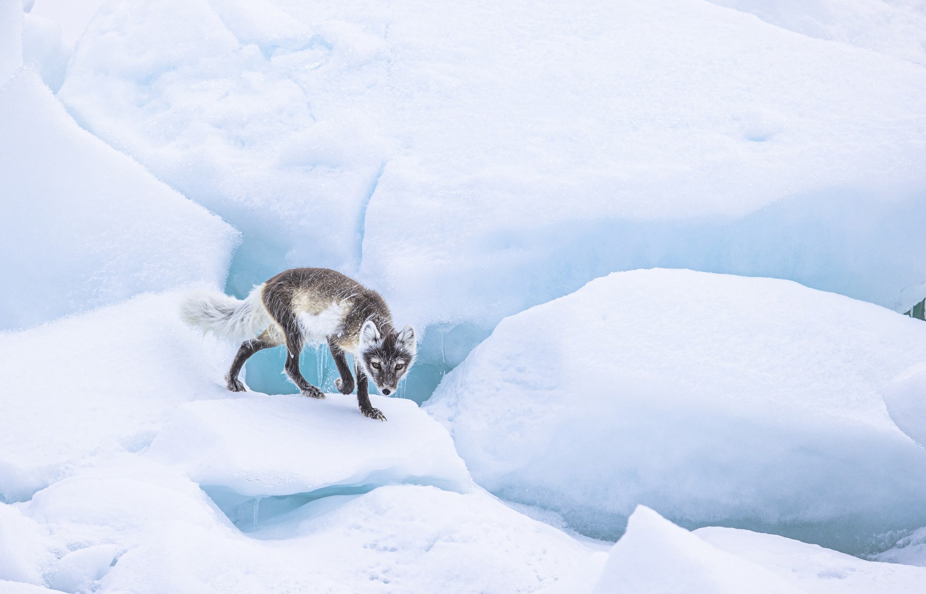 Arctic Wildlife Safari: Seals, Fox & Seabirds by Tender