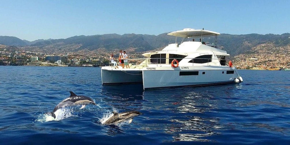VIP Whale & Dolphin Watching: Luxury Catamaran from Funchal
