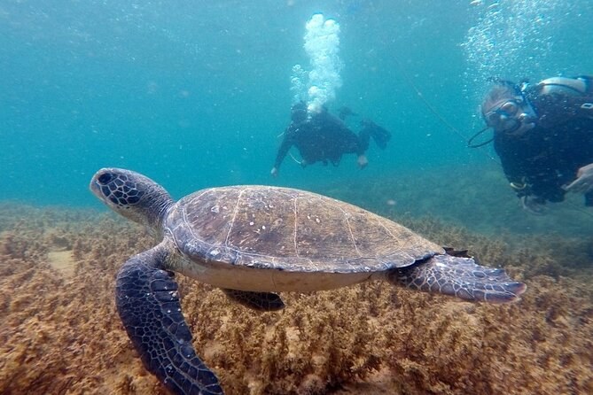 Bombinhas Marine Reserve: Certified Dive Baptism at Estaleiro