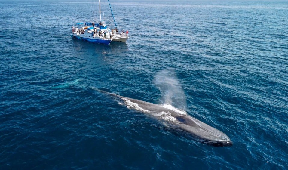 Dolphin & Whale Watching Eco-Expedition: Babitonga Bay