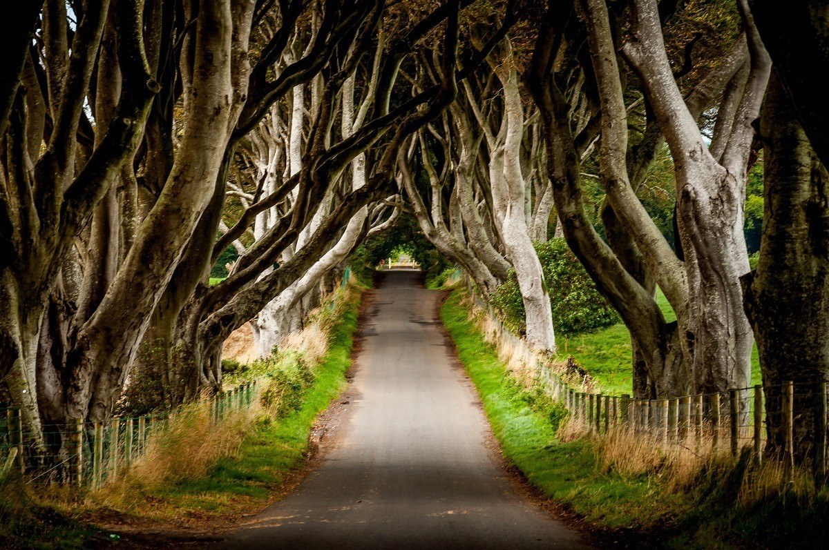The Dark Hedges & Causeway Coastal Route: Private Scenic Drive