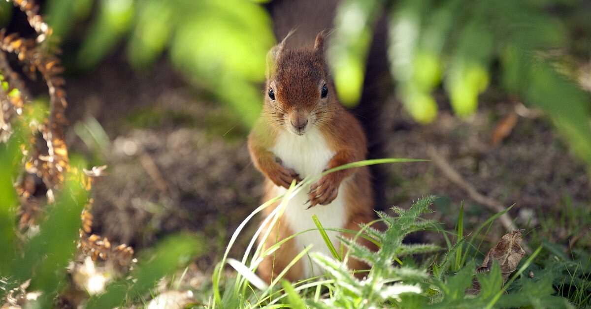 Brownsea Island: Red Squirrels & Peacocks in Poole Harbour