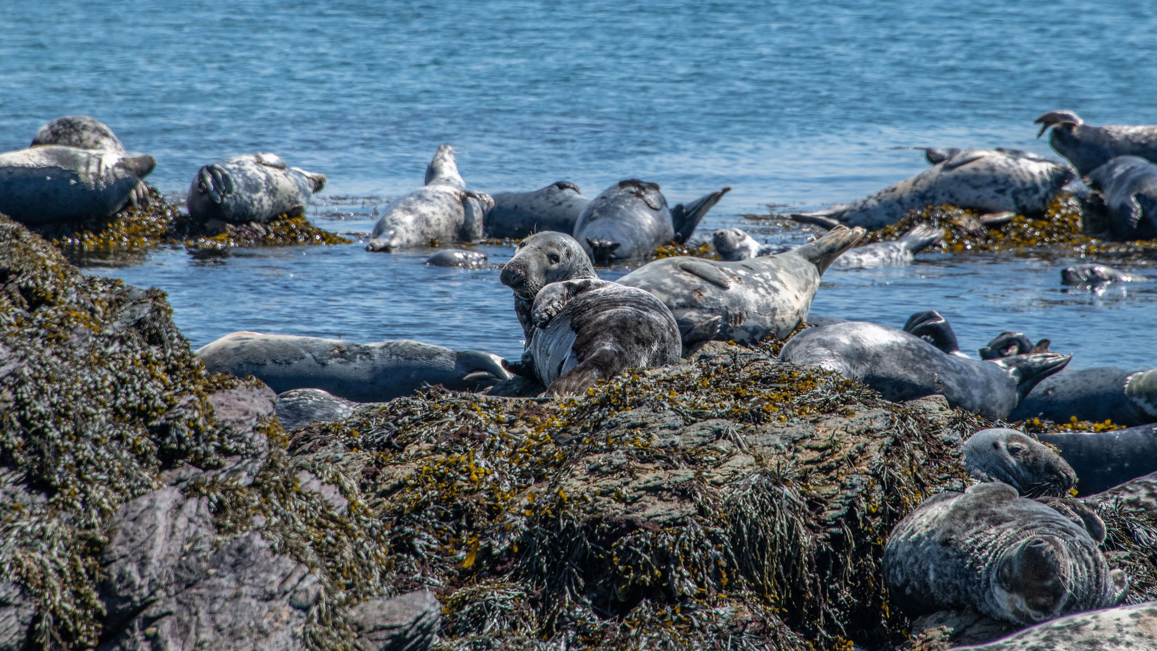 Bardsey Sound Seal & Seabird Wildlife Cruise