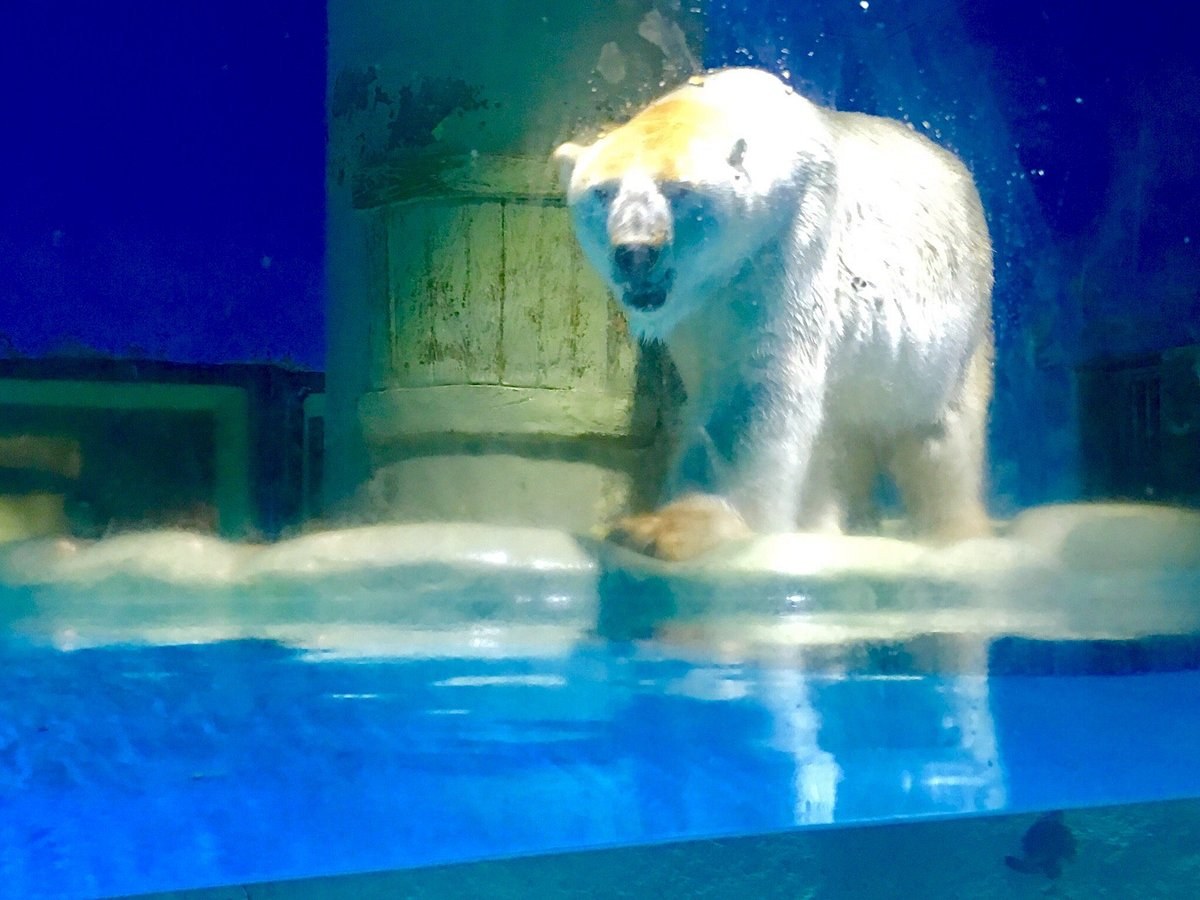 Dalian Sun Asia Ocean World: Polar Aquarium VIP Experience