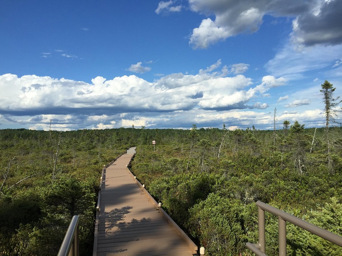 Orono Bog Boardwalk: Rare Boreal Peatland Guided Nature Walk