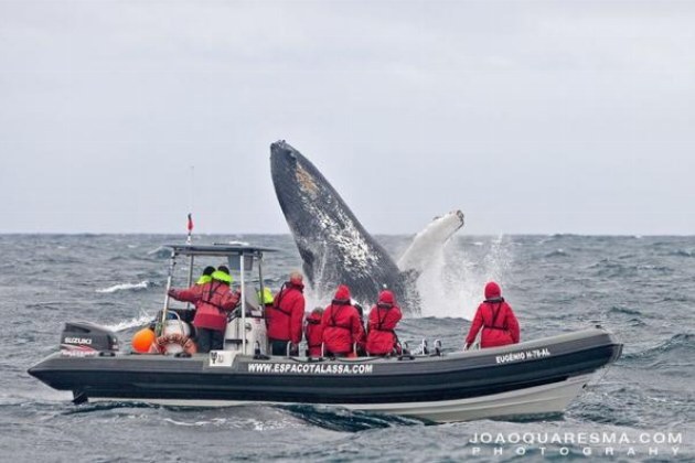 Azores Whale Watch: Specialist Expedition from Pico or Faial