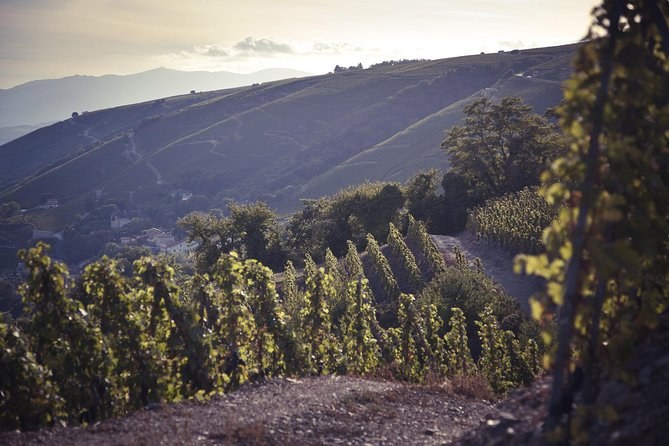 Beaujolais & Côtes du Rhône: Private Expert Wine Tour from Lyon