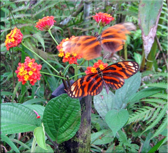 Pilpintuwasi Butterfly Farm & Amazon Animal Orphanage