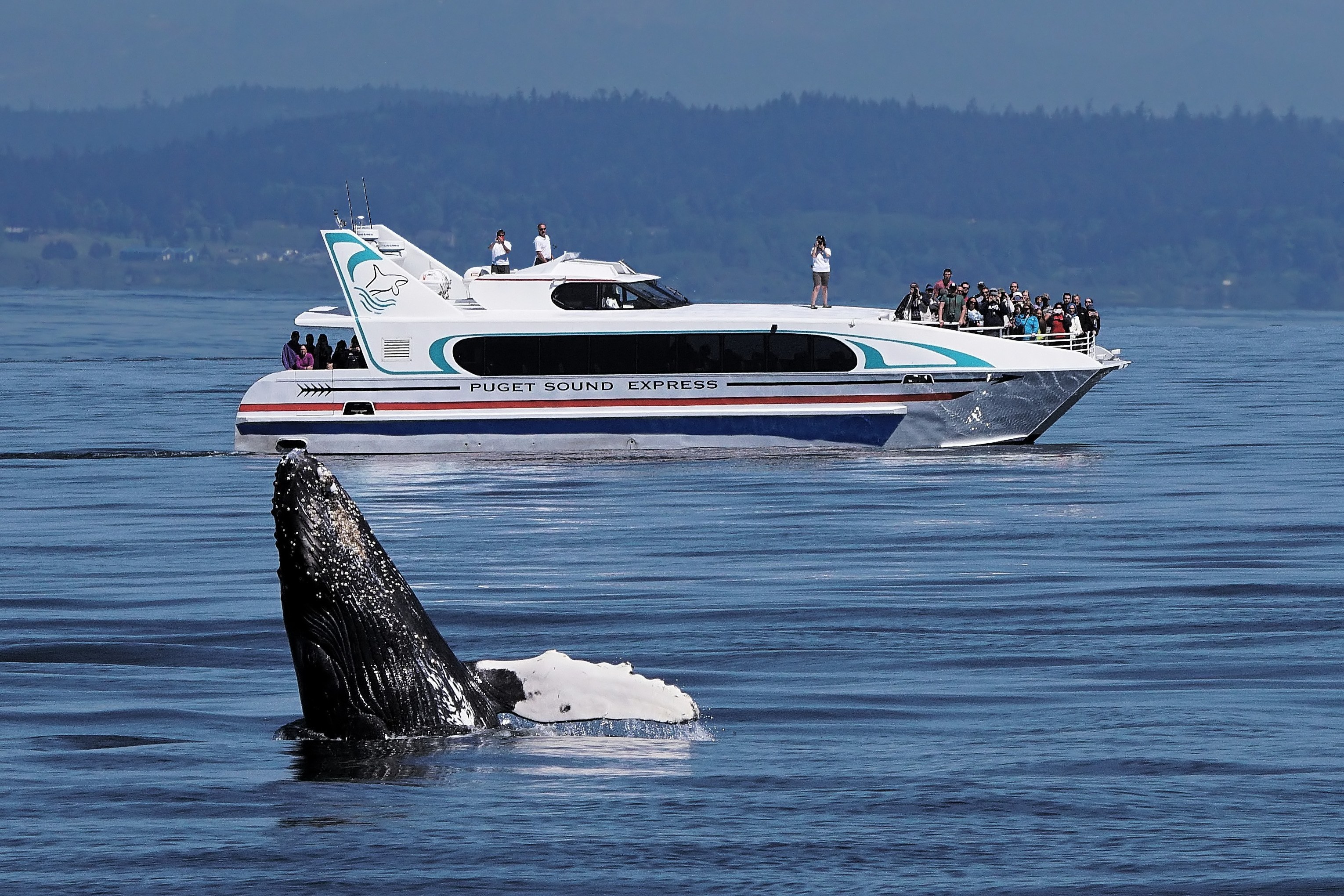 Humpback & Minke Whale Watching: Expert-Led Small-Group Charter