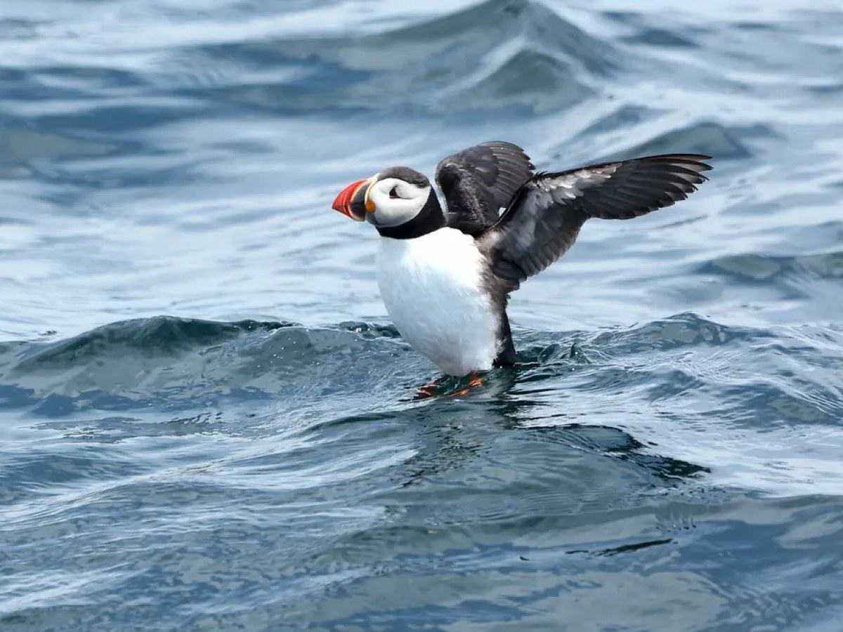 Atlantic Puffin & Seabird Colony Boat Tour, Gannet Islands