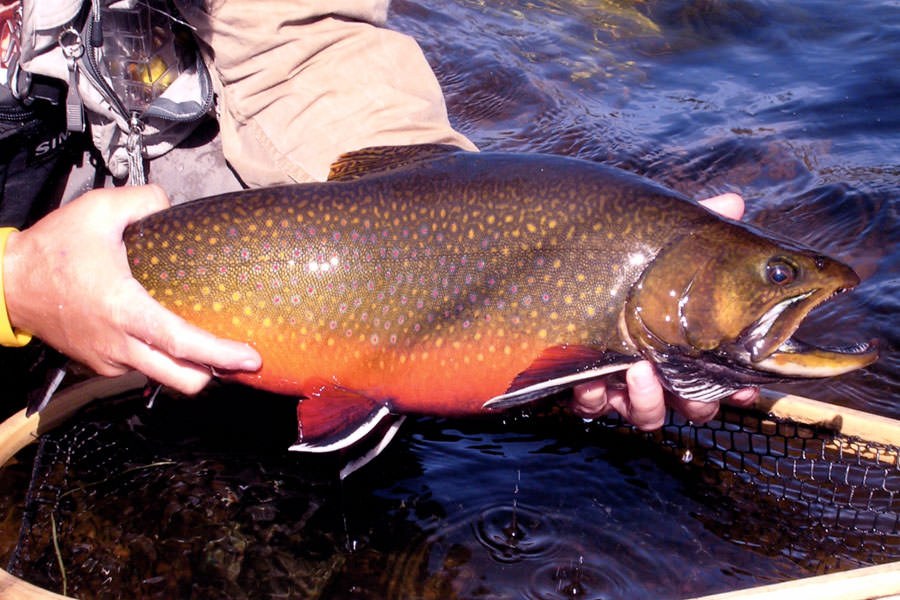 Wild Brook Trout Fly-Fishing on a Private Labrador River