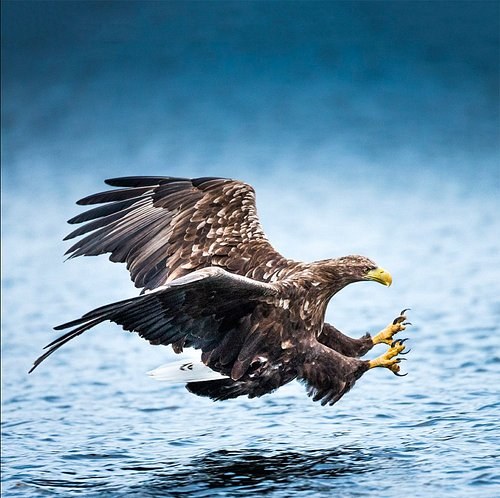 White-Tailed Eagle & Wildlife Safari by Boat, Helgeland