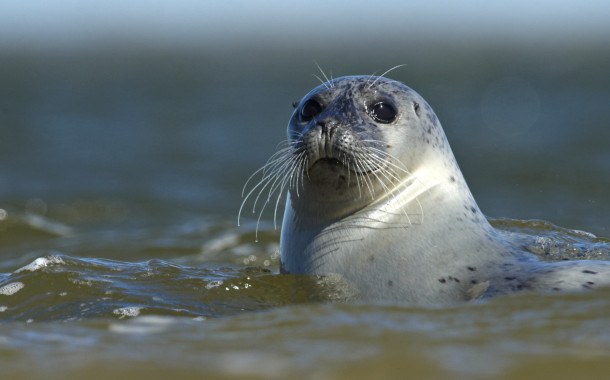 Wadden Sea Seal Safari aboard TX10 & TX20