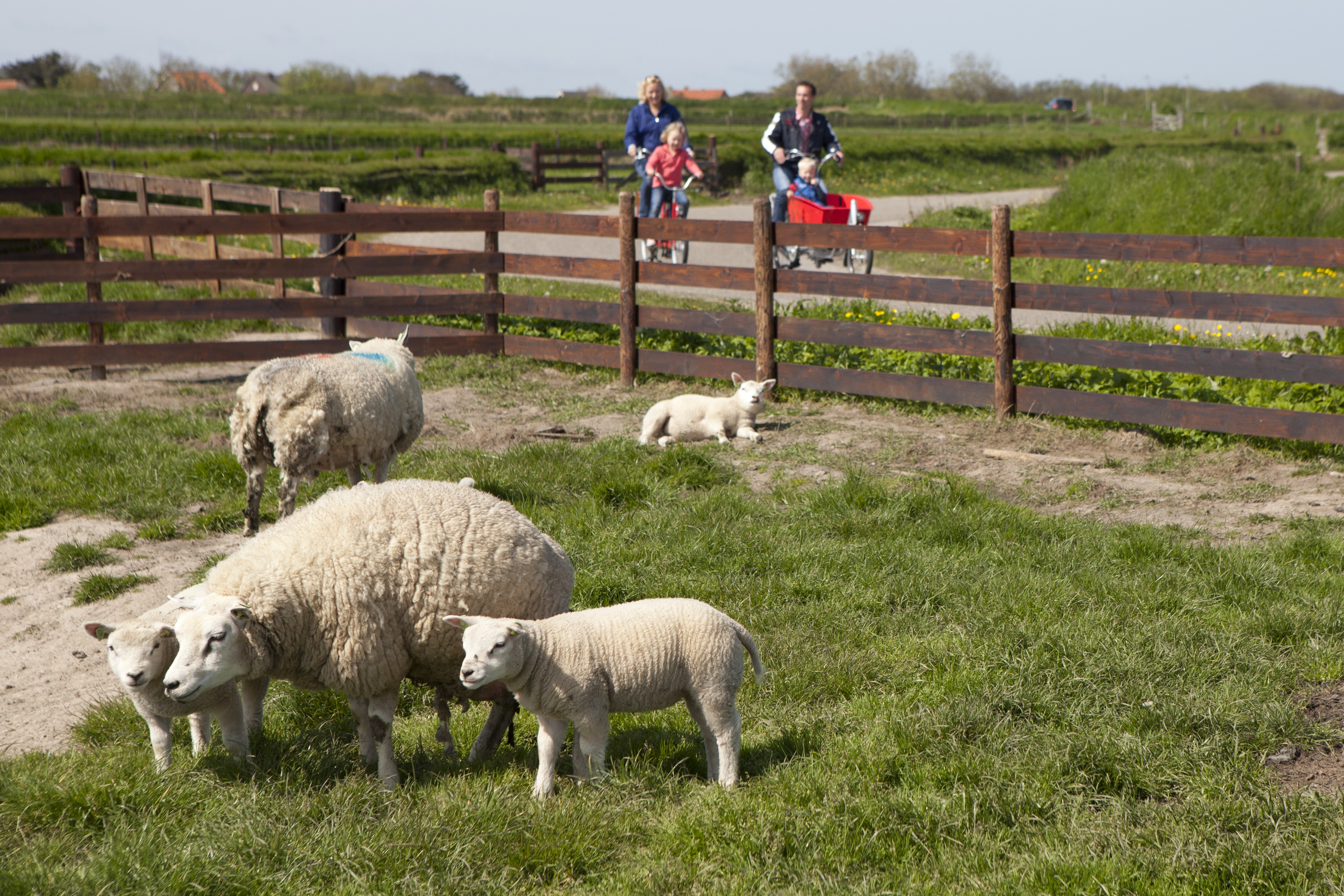 Texelaar Sheep Farm Experience & Artisan Cheese Tasting