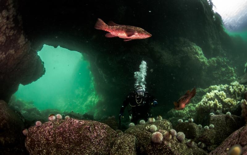 St Abbs Marine Reserve: Private Guided Snorkel or Dive