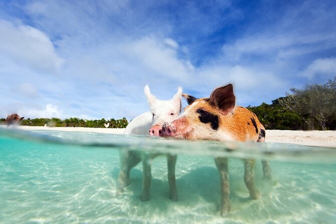 Nassau 3-Islands: Swimming Pigs, Sea Turtles & Snorkel Lunch
