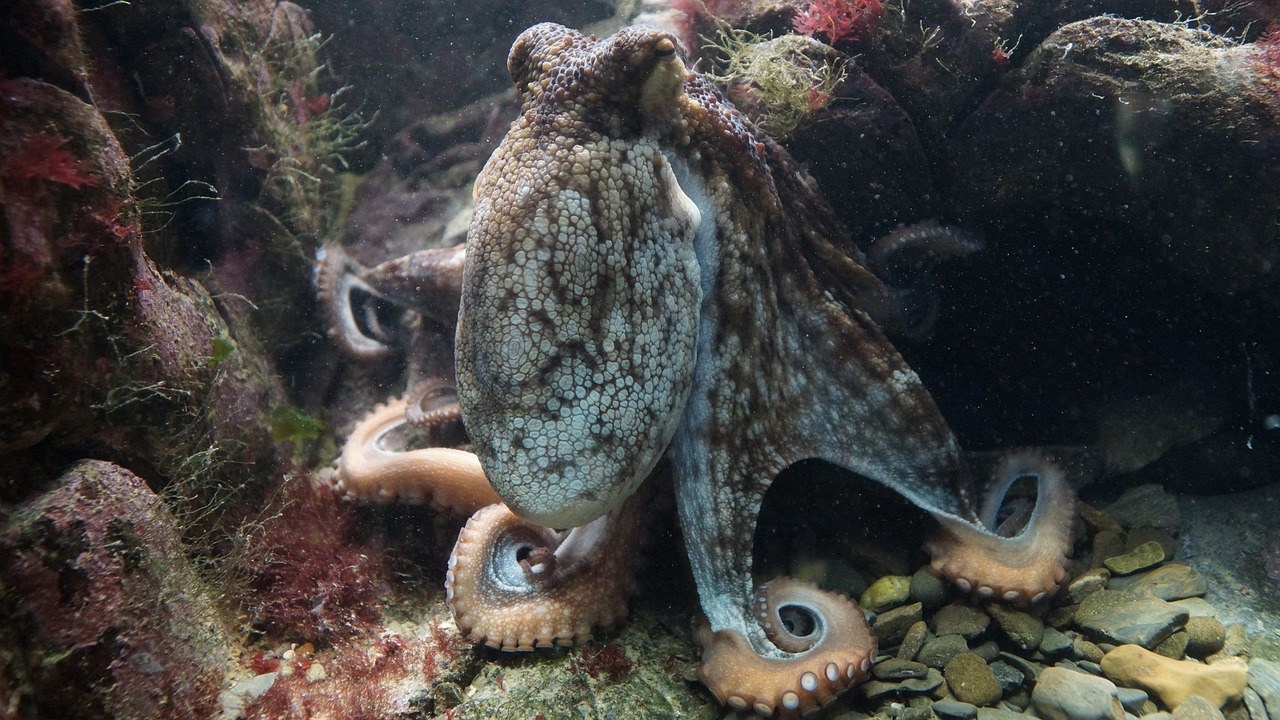 Scuba Diving in Kornati: Underwater Walls & Wrecks