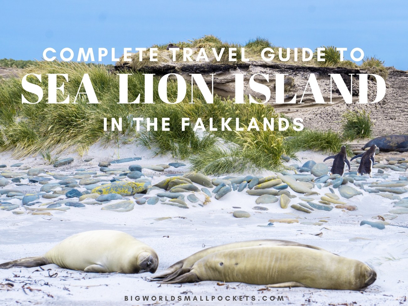 Sea Lion Island Fly-In: Ultimate Sub-Antarctic Wildlife Immersion