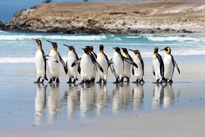 Rockhopper Penguin Cliffs: Volunteer Point & Coastal Trek