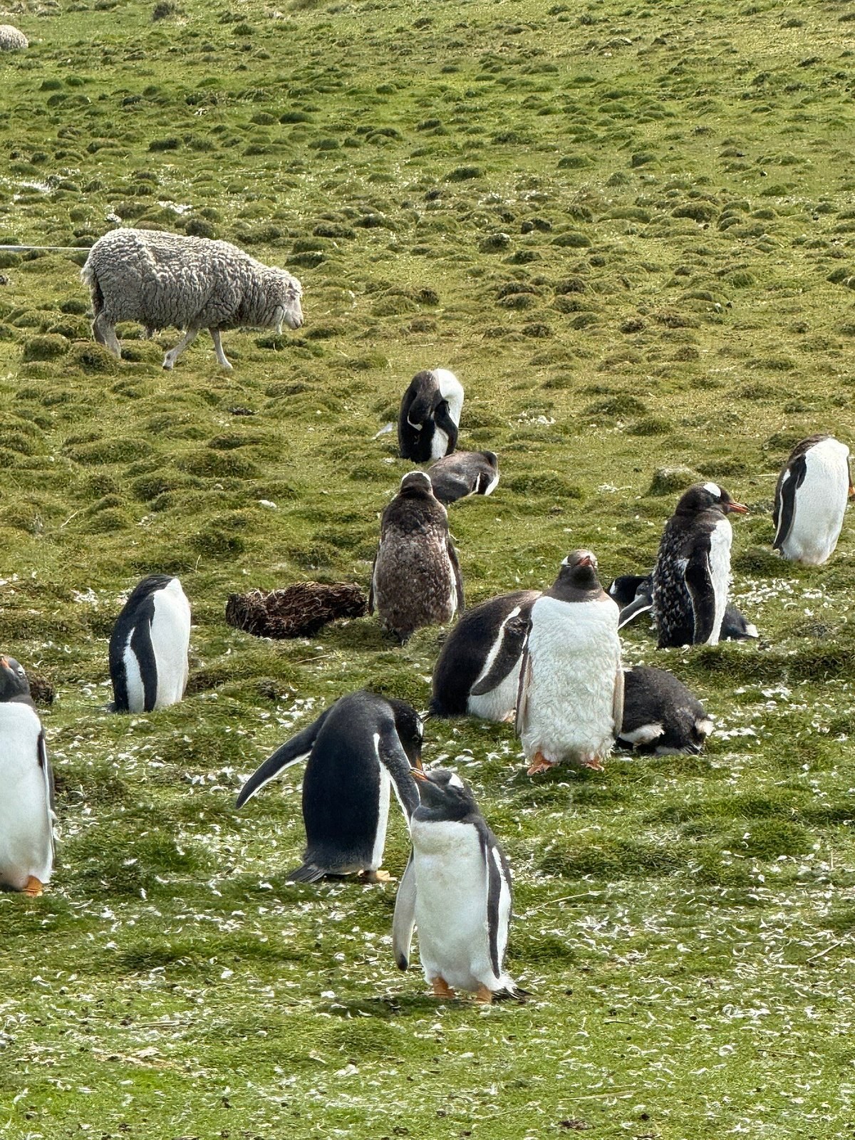 Bluff Cove Lagoon: King & Gentoo Penguin Encounter