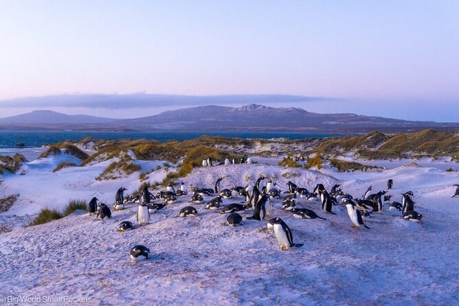 Yorke Bay Gentoo Beach: Private Guided Penguin Walk