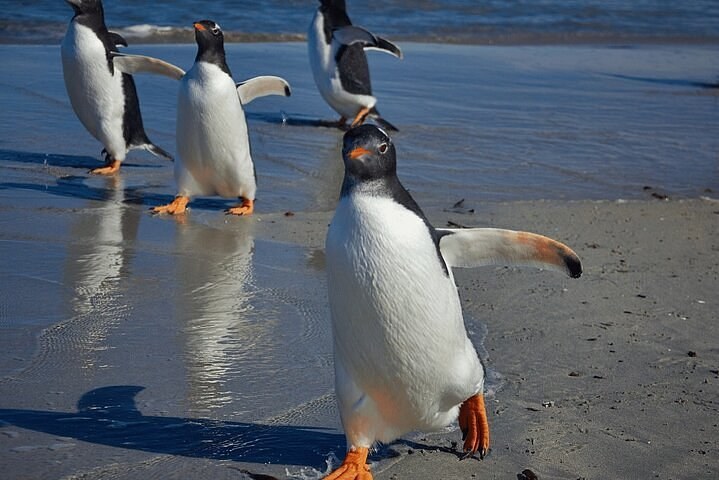 Bertha's Beach & Flatlands: 4x4 Wildlife Safari