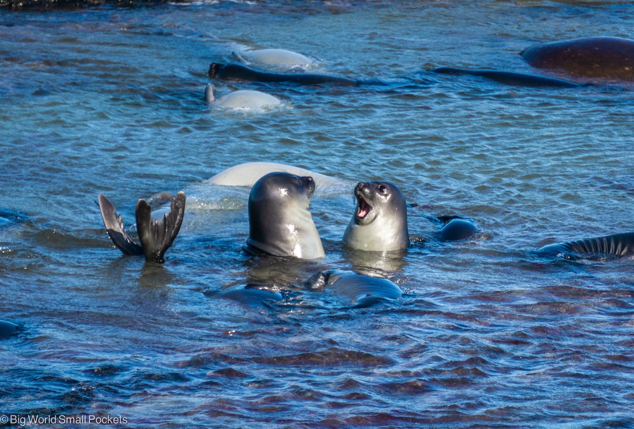 Sea Lion Island Fly-In: Ultimate Falklands Wildlife Day