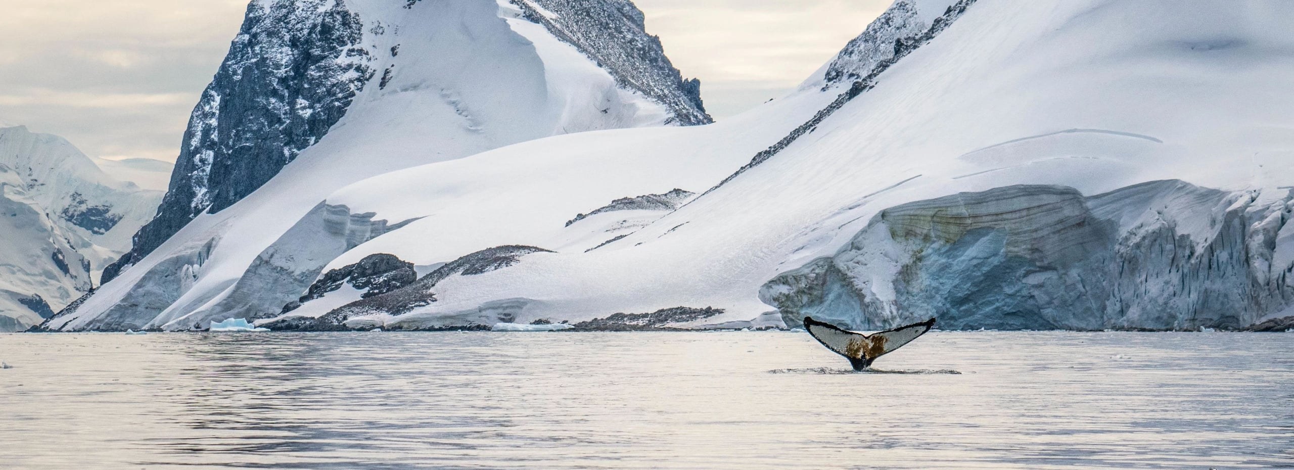 Walks Ashore: Step onto the Antarctic Continent