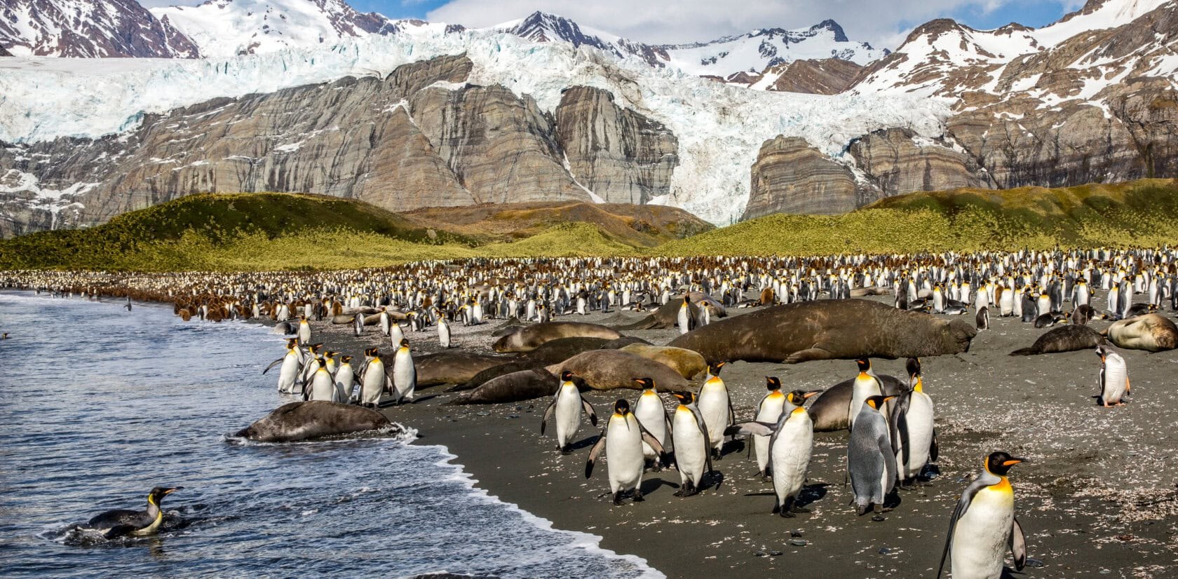 South Georgia Island: King Penguins, Elephant Seals & Shackleton's Grave