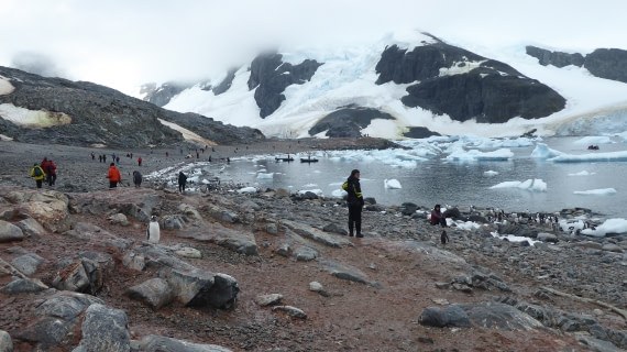 Cuverville Island Penguin Rookery: Gentoos Up Close