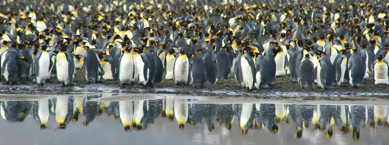 South Georgia Island: King Penguin Colony at Salisbury Plain
