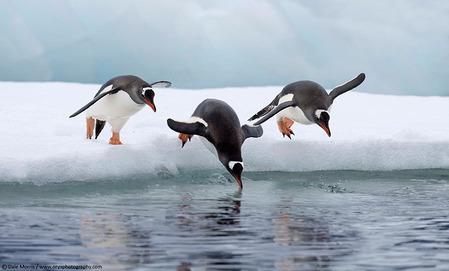Wildlife Photography Masterclass: Penguins & Seabirds by Zodiac
