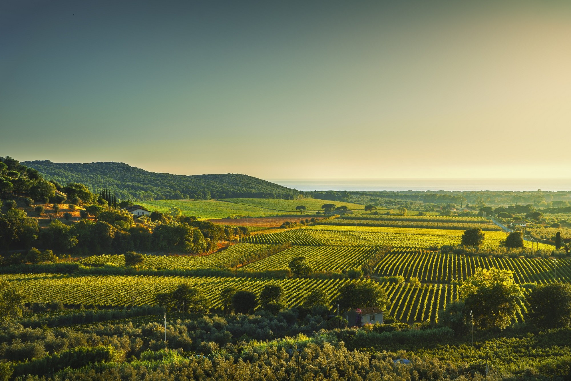 Private Bolgheri Wine Tour: Super Tuscans at the Source