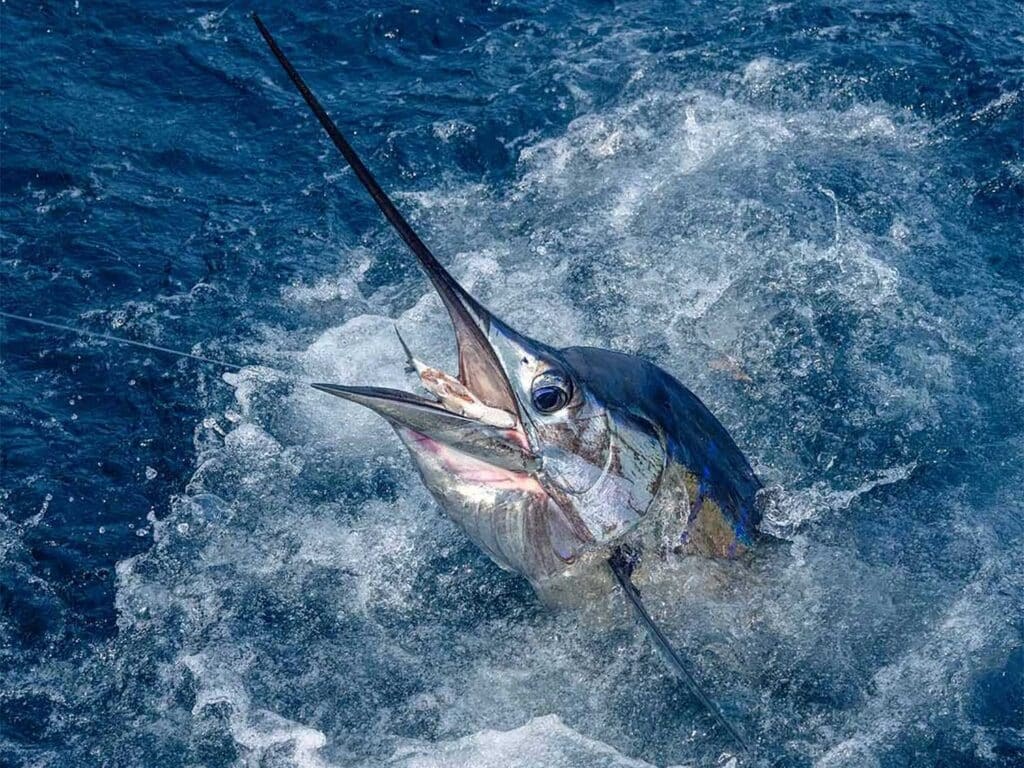Pacific Sailfish & Marlin Sport Fishing: Private Charter at Quepos Marina
